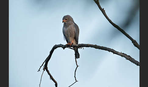 Sperberbussard (Kaupifalco monogrammicus)