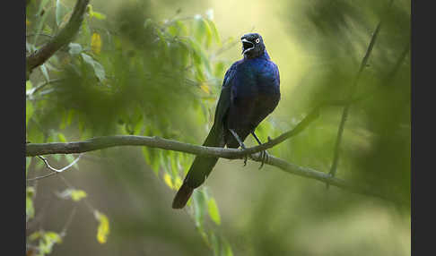 Schweifglanzstar (Lamprotornis purpuroptera)