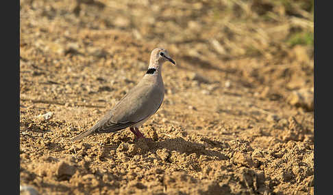 Röteltaube (Streptopelia vinacea)