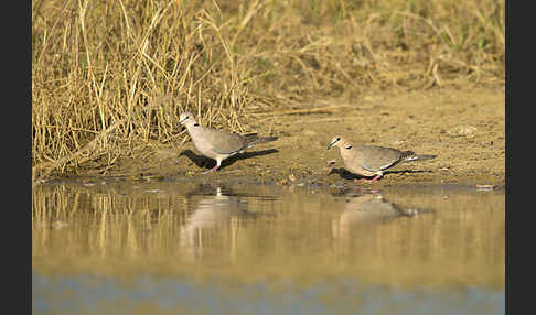 Röteltaube (Streptopelia vinacea)