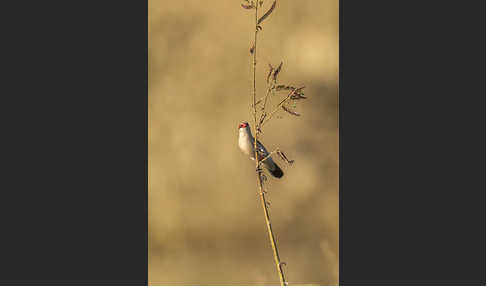 Wellenastrild (Estrilda astrild)