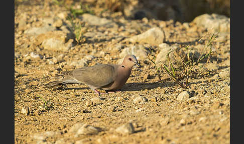 Halbmondtaube (Streptopelia semitorquata)