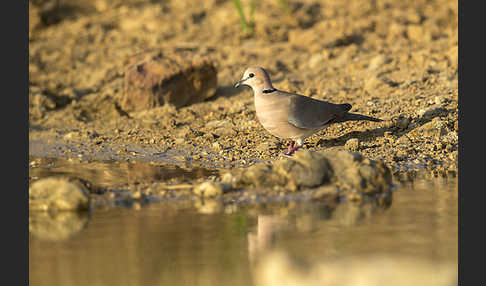 Röteltaube (Streptopelia vinacea)