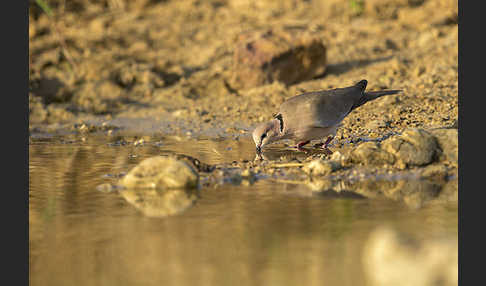 Röteltaube (Streptopelia vinacea)