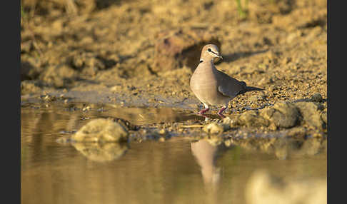 Röteltaube (Streptopelia vinacea)