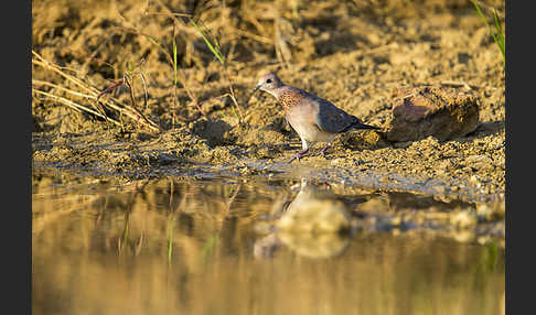 Palmtaube (Streptopelia senegalensis)