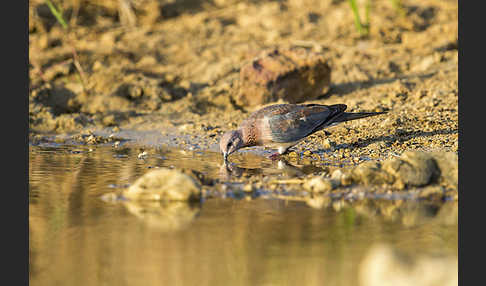 Palmtaube (Streptopelia senegalensis)