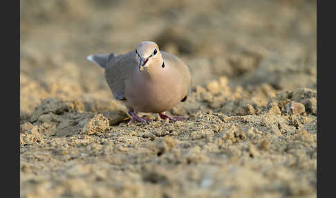 Röteltaube (Streptopelia vinacea)