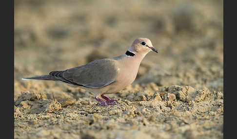 Röteltaube (Streptopelia vinacea)