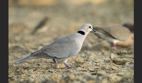 Röteltaube (Streptopelia vinacea)