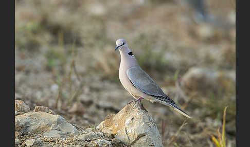 Röteltaube (Streptopelia vinacea)