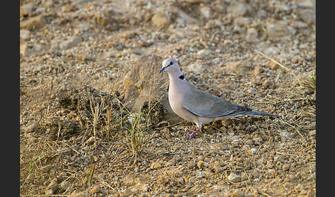 Röteltaube (Streptopelia vinacea)