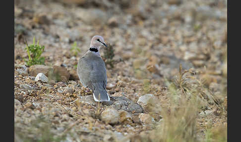 Röteltaube (Streptopelia vinacea)