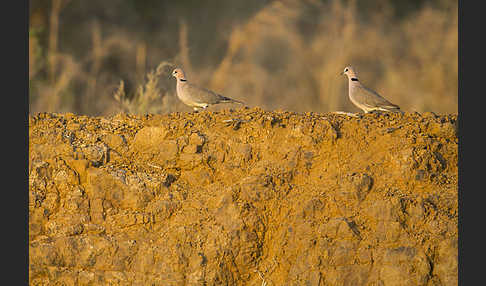 Röteltaube (Streptopelia vinacea)