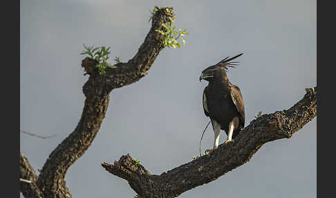 Schopfadler (Lophaetus occipitalis)