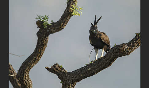 Schopfadler (Lophaetus occipitalis)