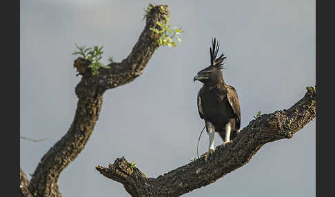 Schopfadler (Lophaetus occipitalis)