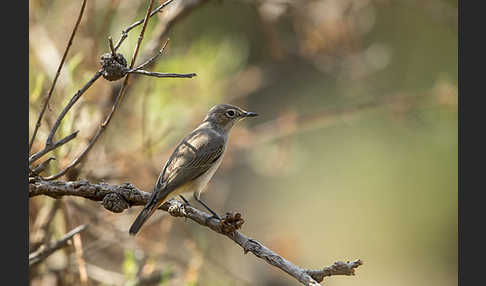 Rostschwanz (Oenanthe familiaris)