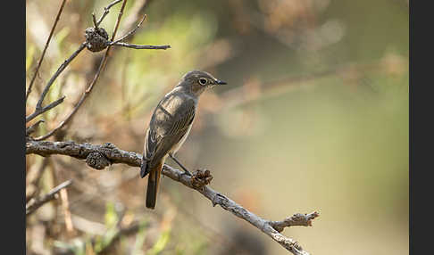 Rostschwanz (Oenanthe familiaris)