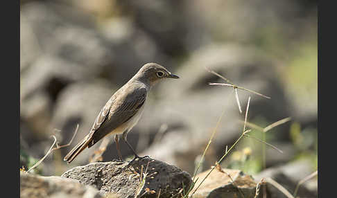 Rostschwanz (Oenanthe familiaris)