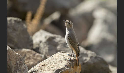 Rostschwanz (Oenanthe familiaris)