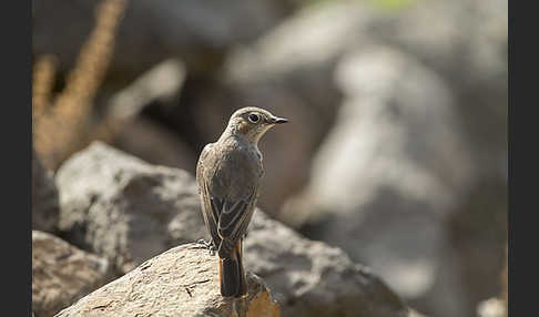 Rostschwanz (Oenanthe familiaris)