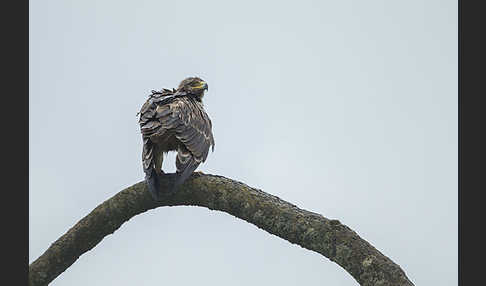 Savannenadler (Aquila rapax)