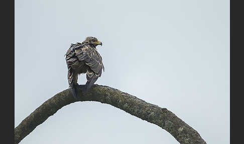 Savannenadler (Aquila rapax)