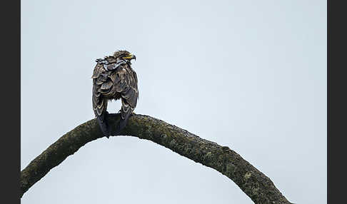 Savannenadler (Aquila rapax)