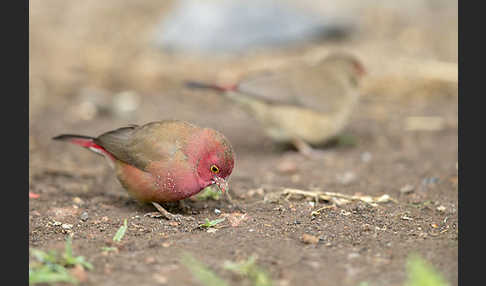 Senegalamarant (Lagonosticta senegala)