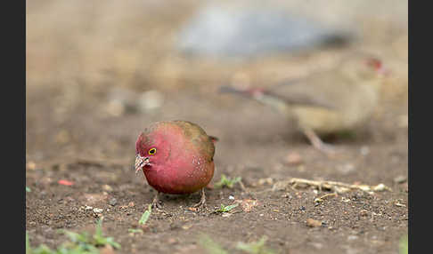 Senegalamarant (Lagonosticta senegala)