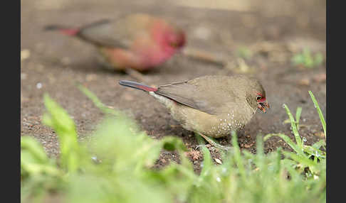 Senegalamarant (Lagonosticta senegala)