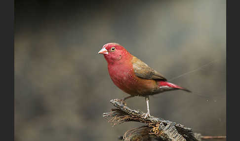 Senegalamarant (Lagonosticta senegala)