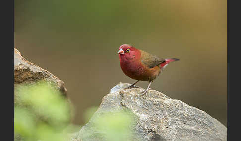 Senegalamarant (Lagonosticta senegala)