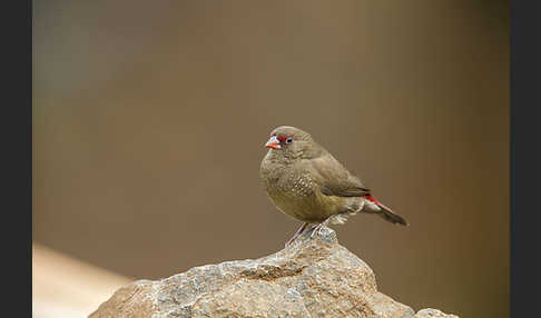 Senegalamarant (Lagonosticta senegala)