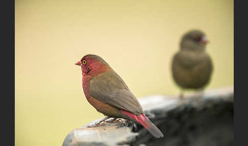 Senegalamarant (Lagonosticta senegala)