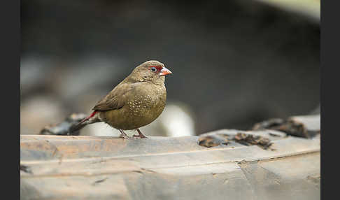 Senegalamarant (Lagonosticta senegala)