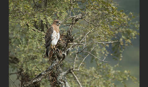 Salvadoribussard (Buteo auguralis)