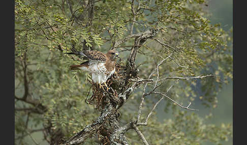 Salvadoribussard (Buteo auguralis)