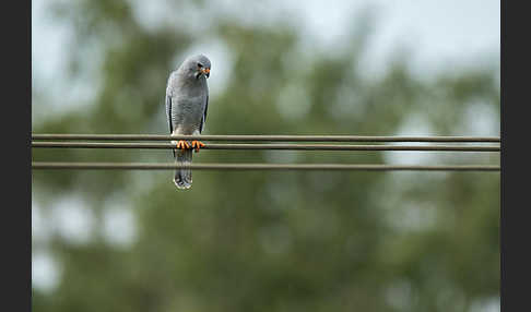 Sperberbussard (Kaupifalco monogrammicus)