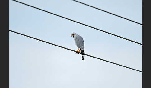 Sperberbussard (Kaupifalco monogrammicus)