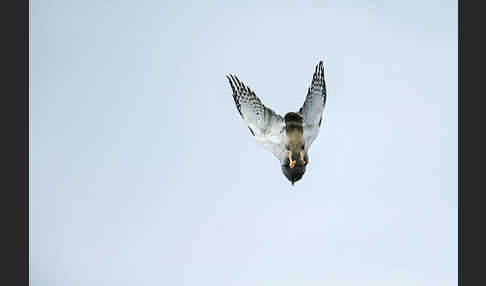 Sperberbussard (Kaupifalco monogrammicus)