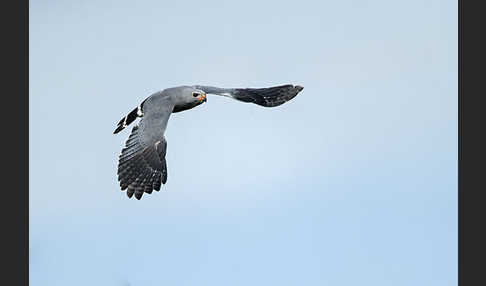 Sperberbussard (Kaupifalco monogrammicus)