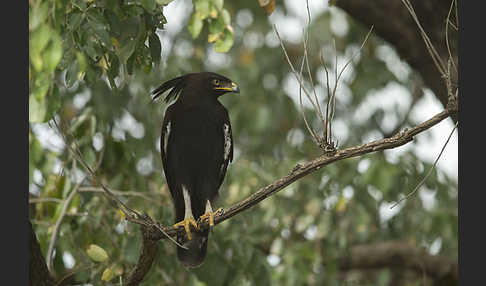 Schopfadler (Lophaetus occipitalis)