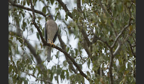 Schikrasperber (Accipiter badius)