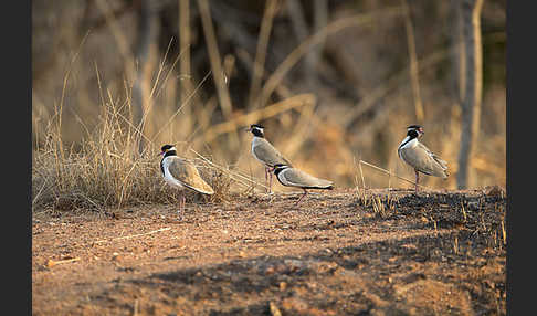 Schwarzschopfkiebitz (Vanellus tectus)