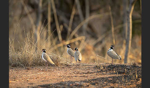 Schwarzschopfkiebitz (Vanellus tectus)