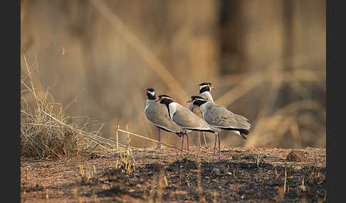 Schwarzschopfkiebitz (Vanellus tectus)