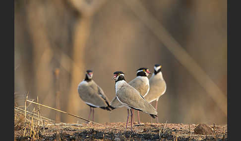 Schwarzschopfkiebitz (Vanellus tectus)