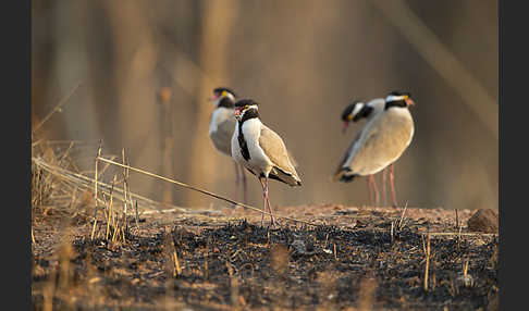 Schwarzschopfkiebitz (Vanellus tectus)